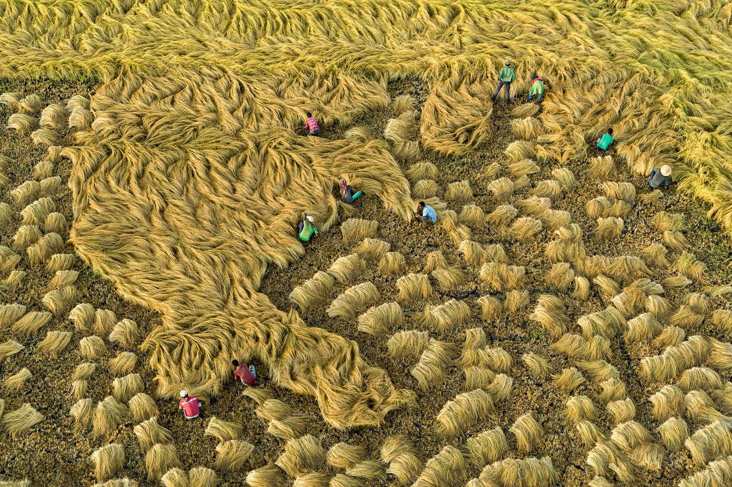 A field of teff viewed from directly overhead. Throughout the field, several individuals crouch to harvest the grain. The already-harvested parts of the field are dotted with loose bundles of grain, and the growing grain lays in waves, almost like hair.