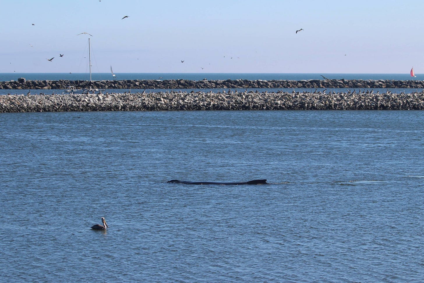 Teresa lurks in the water, a California brown pelican sits on the water in front of her, moor pelicans are visible on the rocks in the background