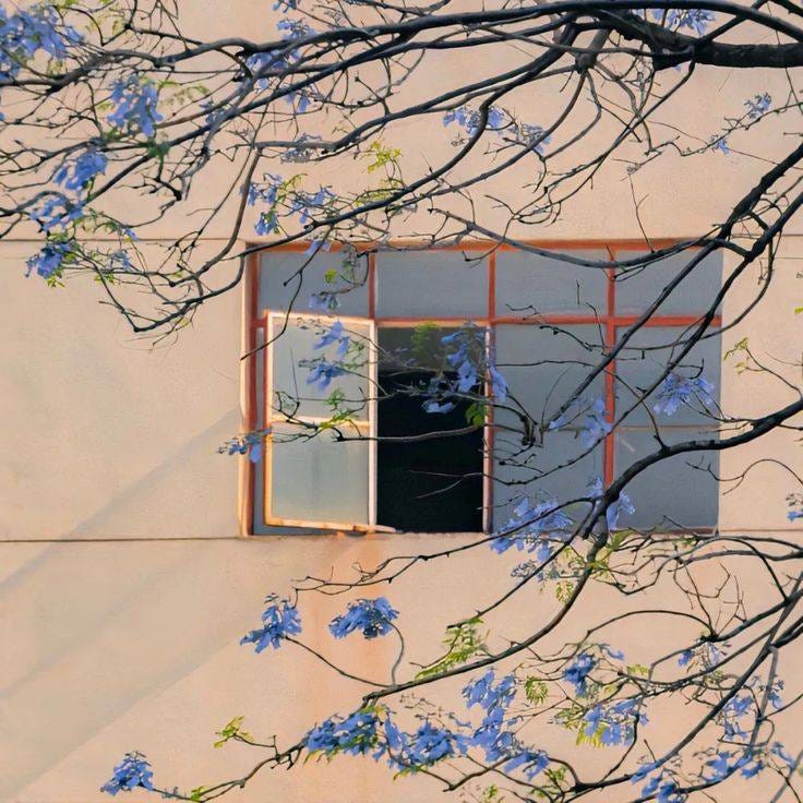 May be an image of jacaranda