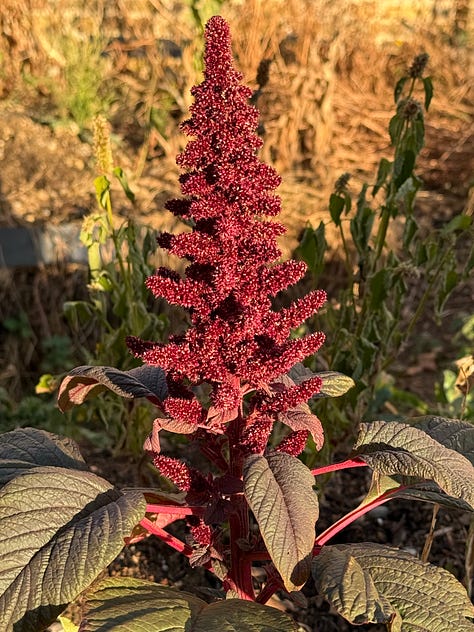 Flowers in the golden hour sunlight