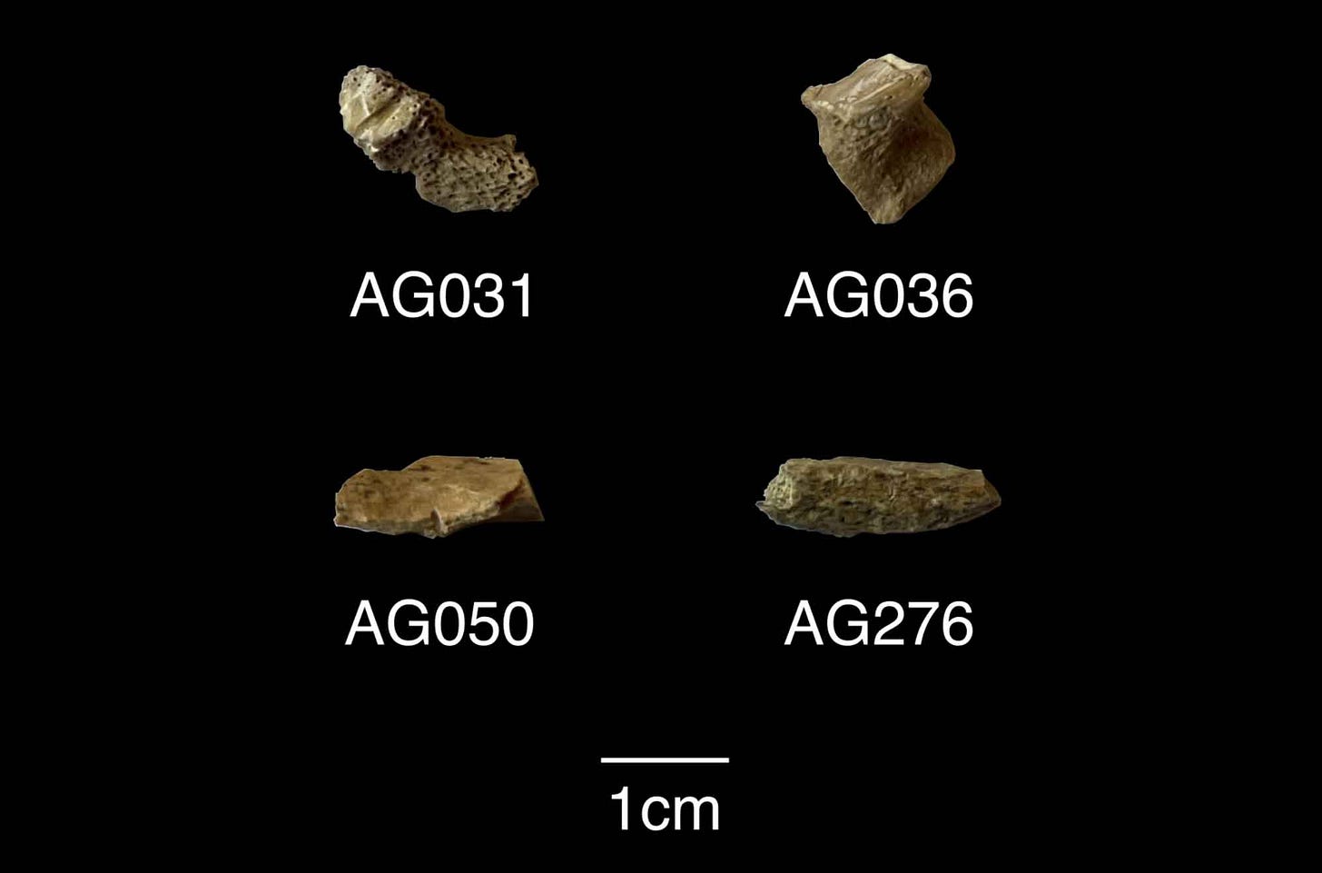 Unidentifiable fragments of bone, four, with scale Unidentifiable fragments of bone, four, with scale