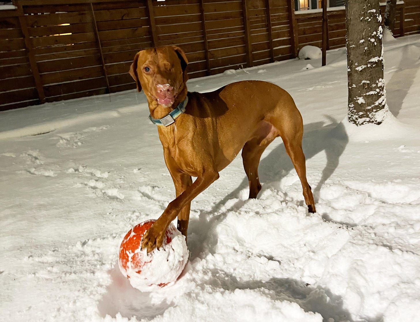 Lief, the one-eyed Visla, plays outside in the snow with his red ball. 