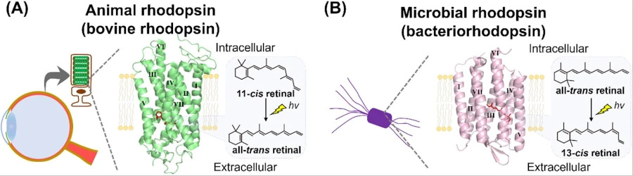 Cartoons of animal rhodopsin (on the left, with details of the transformation of retinal when exposed to light), and bacteriorhodopsin on the right: here the retinal behaves a bit differently. Cartoons of animal rhodopsin (on the left, with details of the transformation of retinal when exposed to light), and bacteriorhodopsin on the right: here the retinal behaves a bit differently.