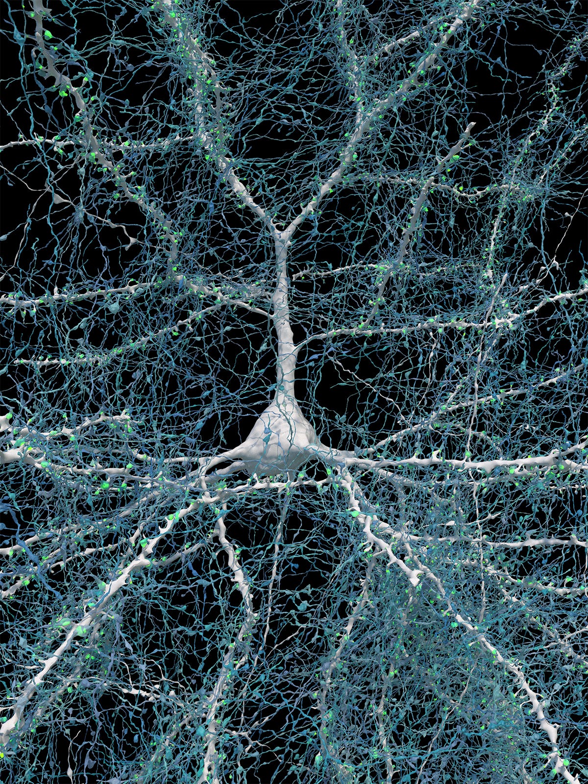 Image of a large white nerve cell with long projections that are covered with green spots (synapses) and fine webbing of blue fibers, representing axons. Image of a large white nerve cell with long projections that are covered with green spots (synapses) and fine webbing of blue fibers, representing axons.