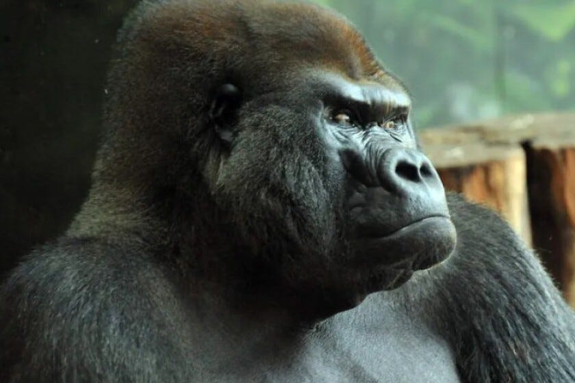 JoJo the gorilla