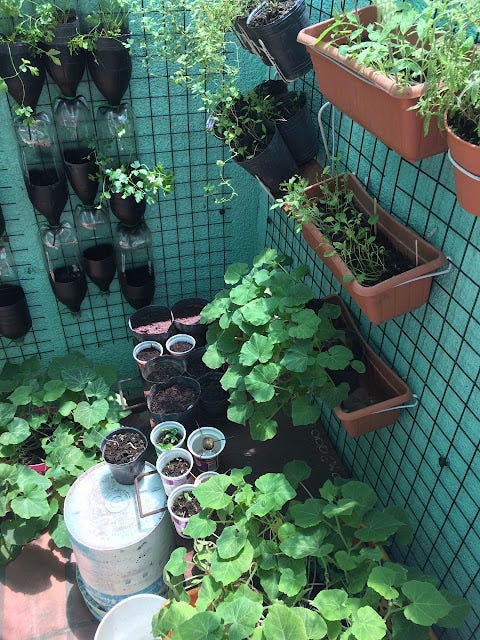 Huerta en Casa Huerta en Casa