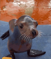 Funny Seal GIFs | Tenor