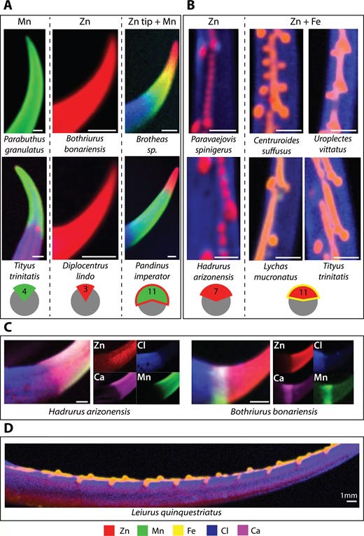 Research article images of the metal compoenet of the scorpians' stinger and claws. Very colorful Research article images of the metal compoenet of the scorpians' stinger and claws. Very colorful