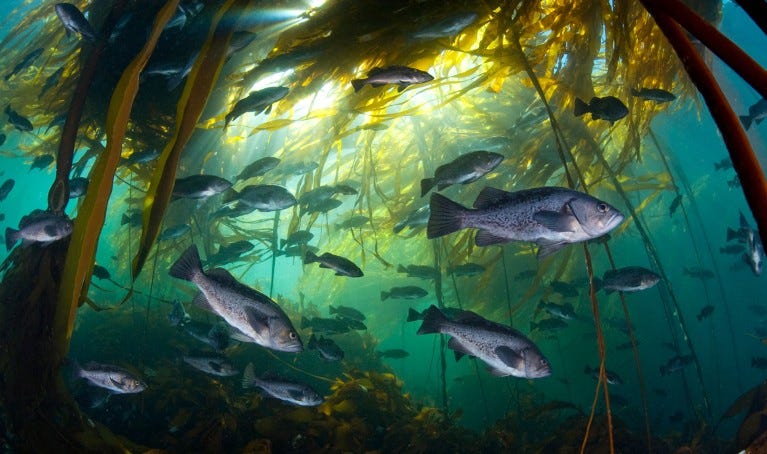 Black rockfish in bull kelp Black rockfish in bull kelp