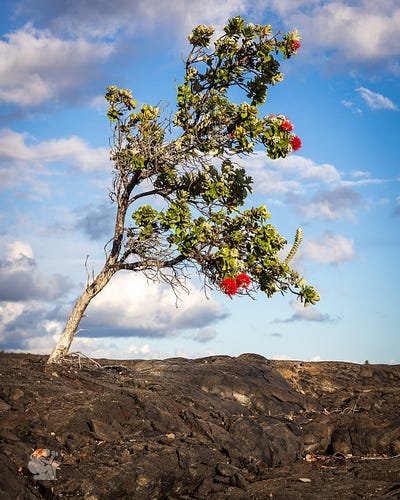 An Ohia Lehua grows out of a crack in a Lava Field An Ohia Lehua grows out of a crack in a Lava Field