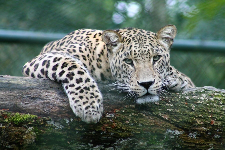 Leopard lounging on fallen tree