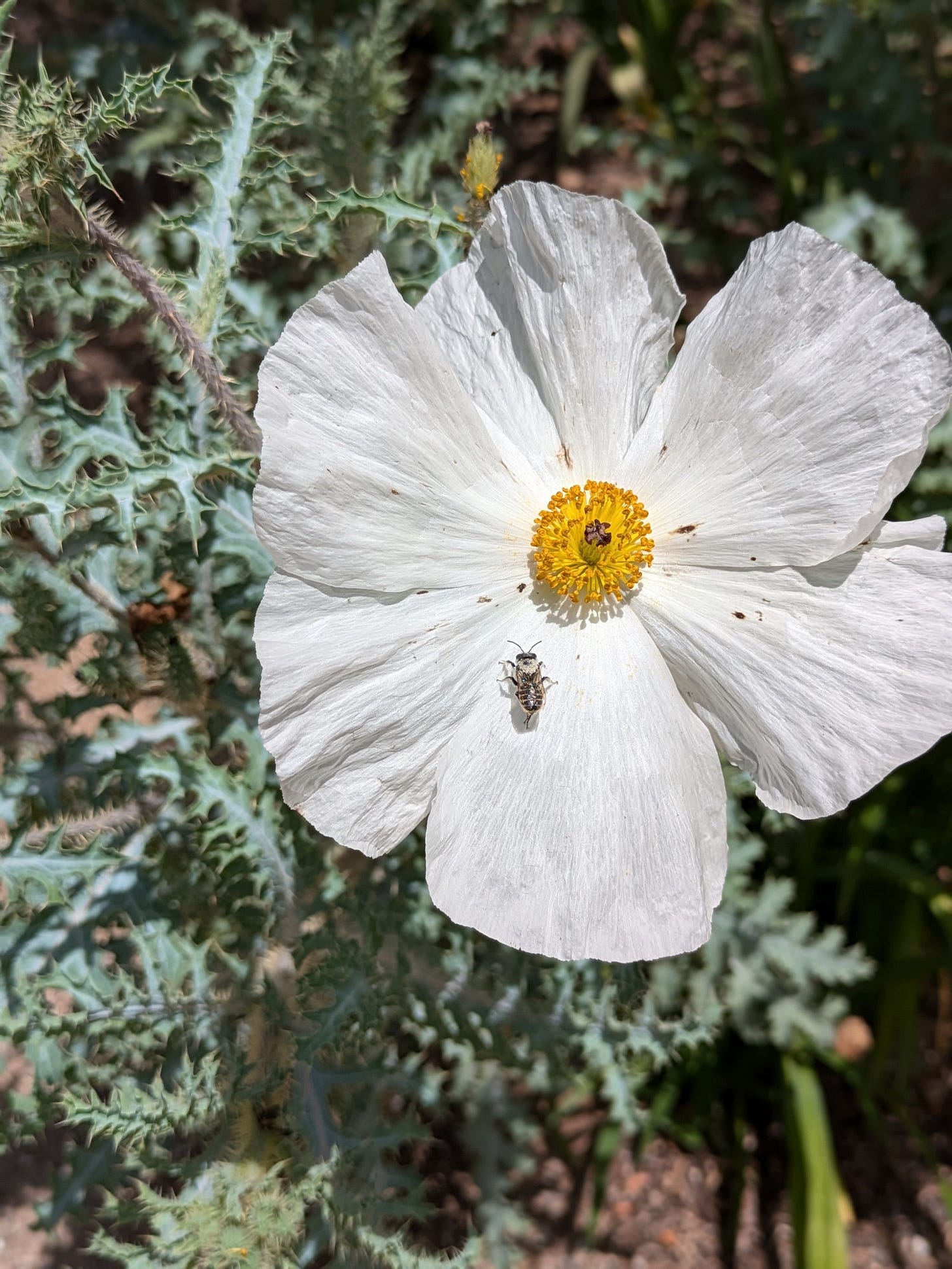delicate white poppy with pollinator