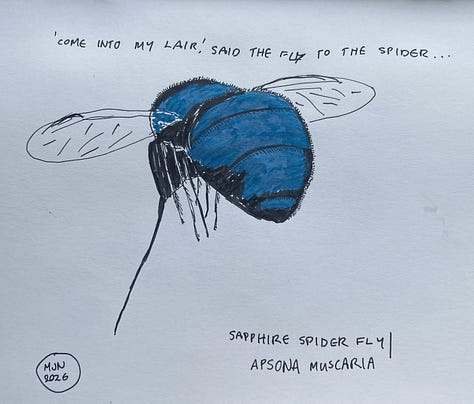 Line drawing of fly viewed from top, legs in an unnatural position suggesting it' dead, line drawing of fly in flight with proboscis extended, felt pen drawing of previous image