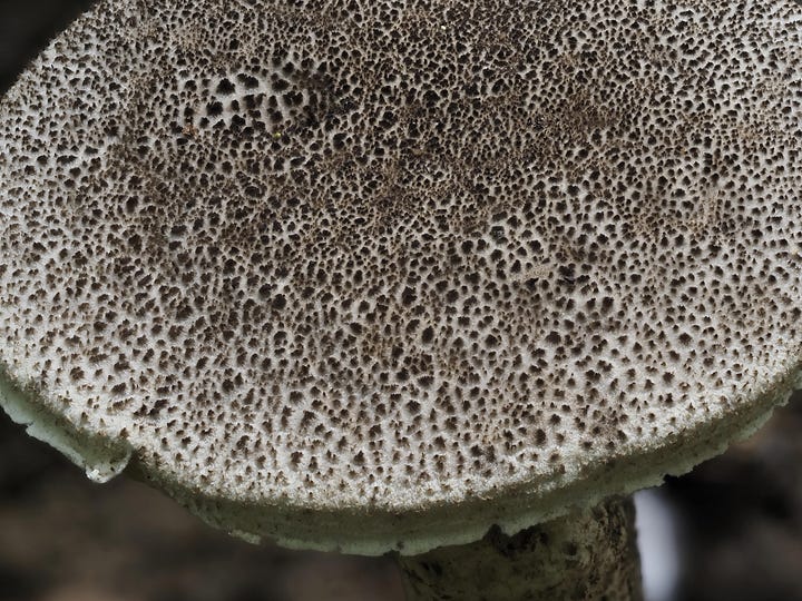 red staining bolete
