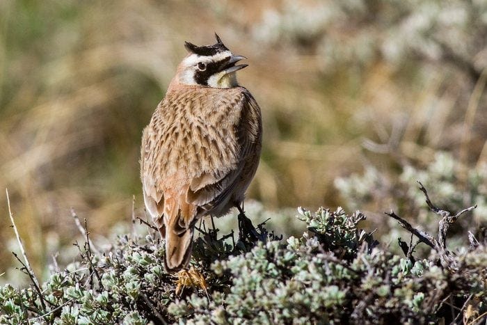 Eremophila Alpestris