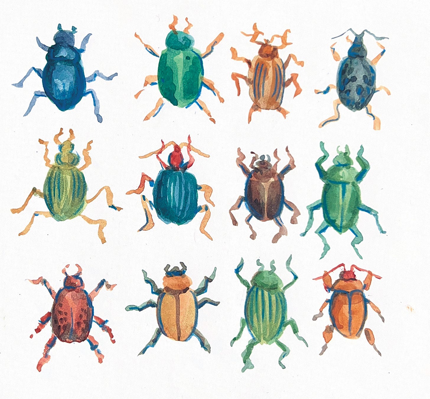illustrated beetles by k. woodman maynard