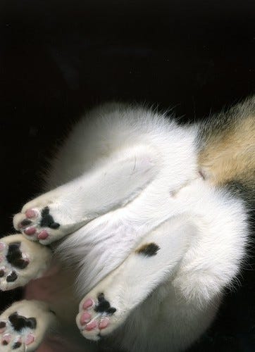 Cat Scan! Cat Scan!