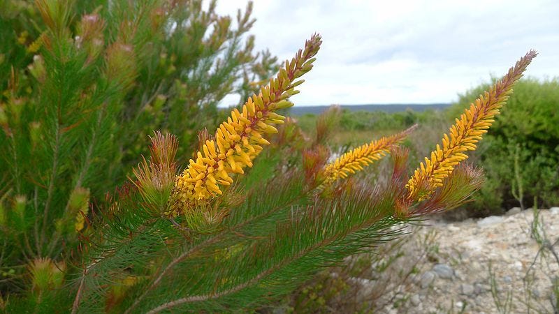 Persoonia pinifolia [flower spikes wikicommons].jpg
