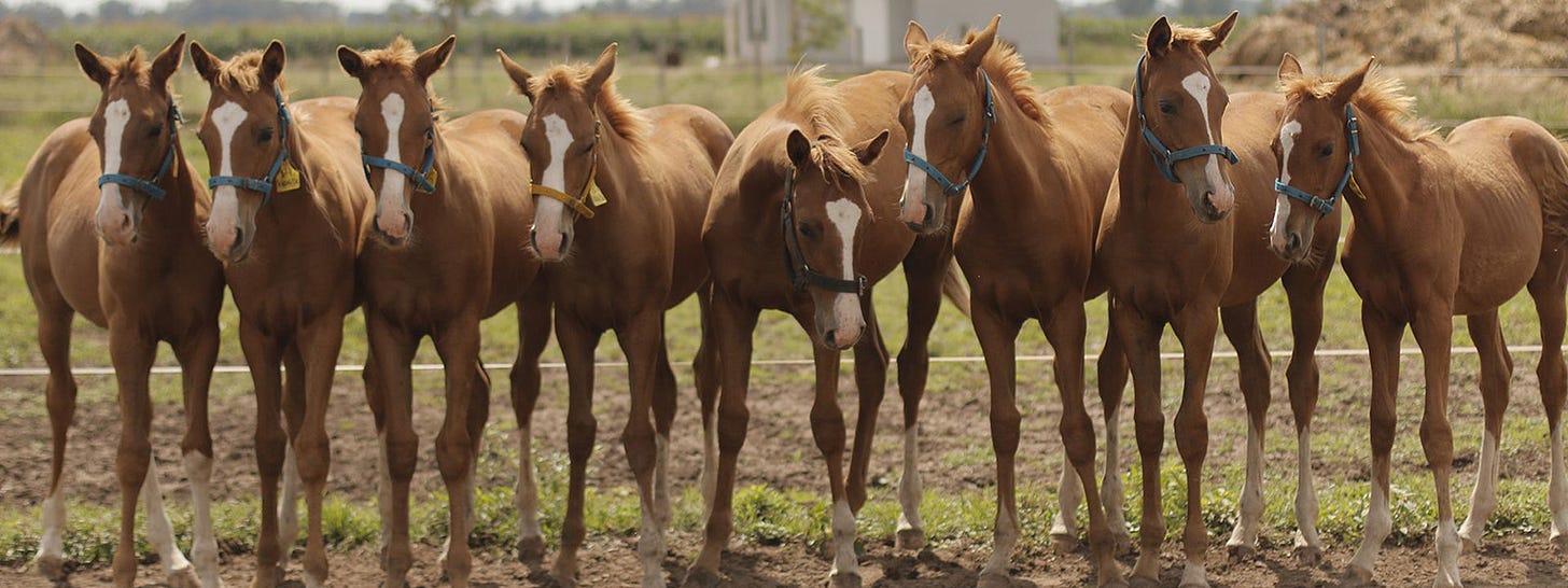 Field of clones: Geklonte Pferde dominieren mittlerweile den Polosport in Argentinien Field of clones: Geklonte Pferde dominieren mittlerweile den Polosport in Argentinien