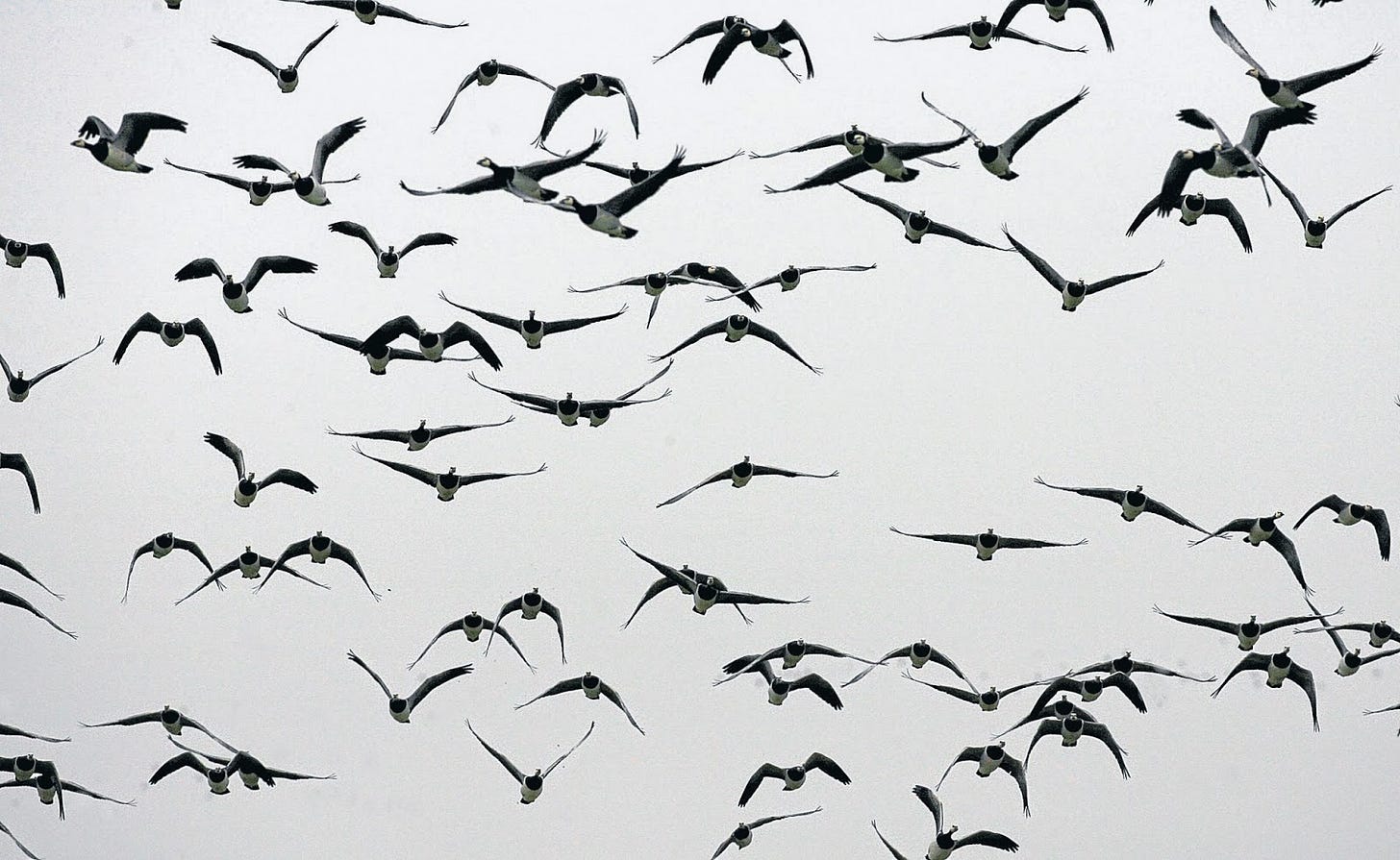 Campos de fresa: Ciento Volando (I): el refrán