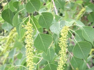 Chinese Tallow Leaves. Chinese Tallow Leaves.