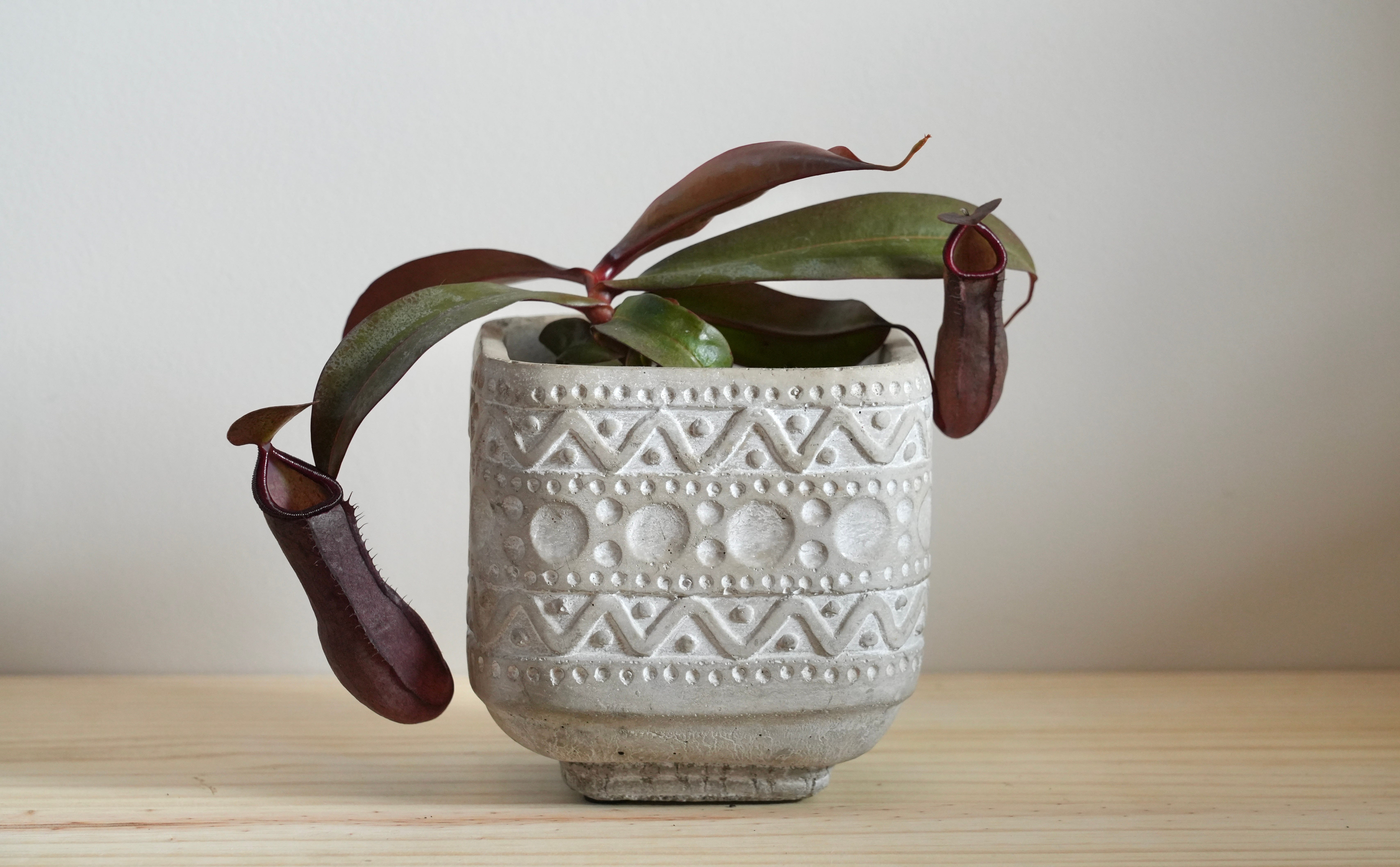 Nepenthes albomarginata x maxima 'Red Beauty'