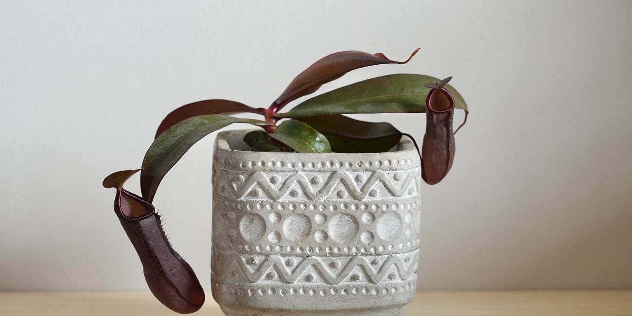 Nepenthes albomarginata x maxima 'Red Beauty'