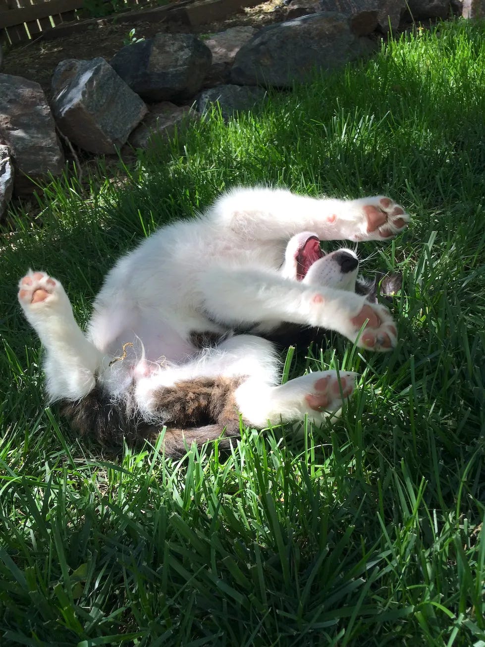 a border collie puppy laying on her back in the grass with her paws up a border collie puppy laying on her back in the grass with her paws up