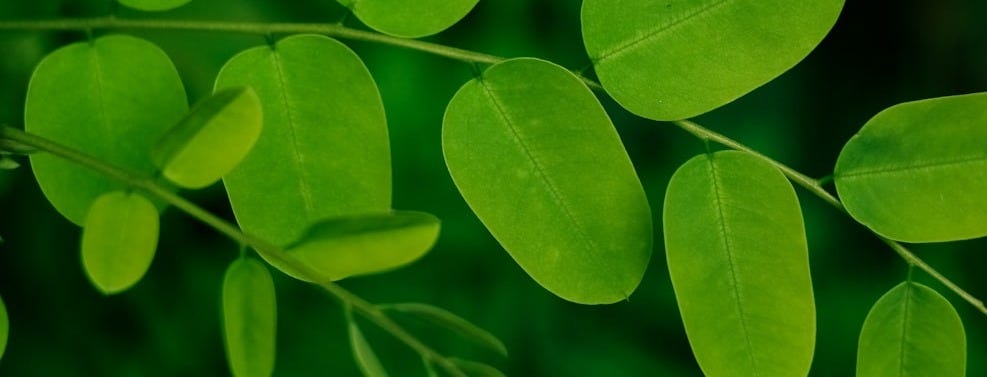 Learn how to use Moringa leaves in various dishes to supercharge your health.