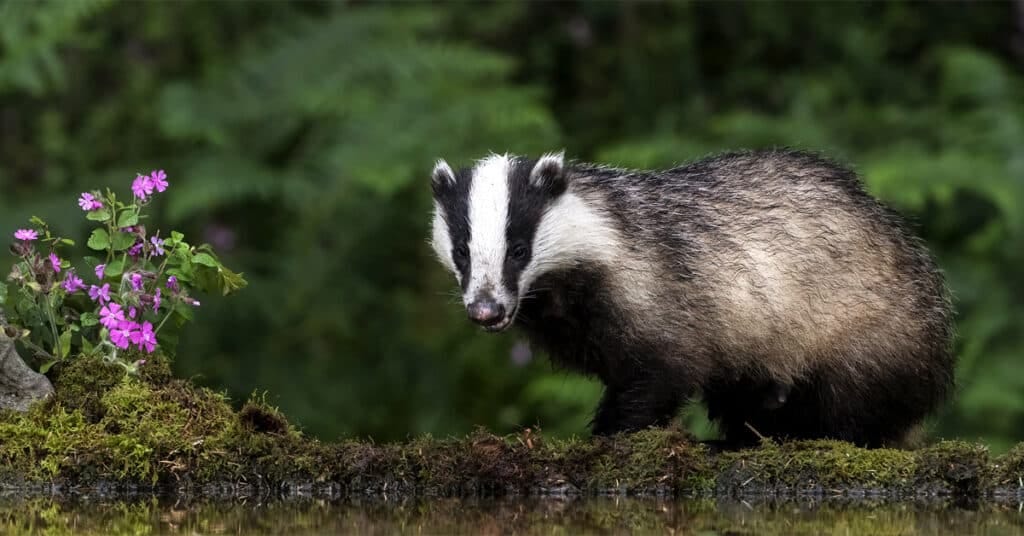 Badger