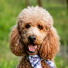 Why does surrogacy take so dang long?