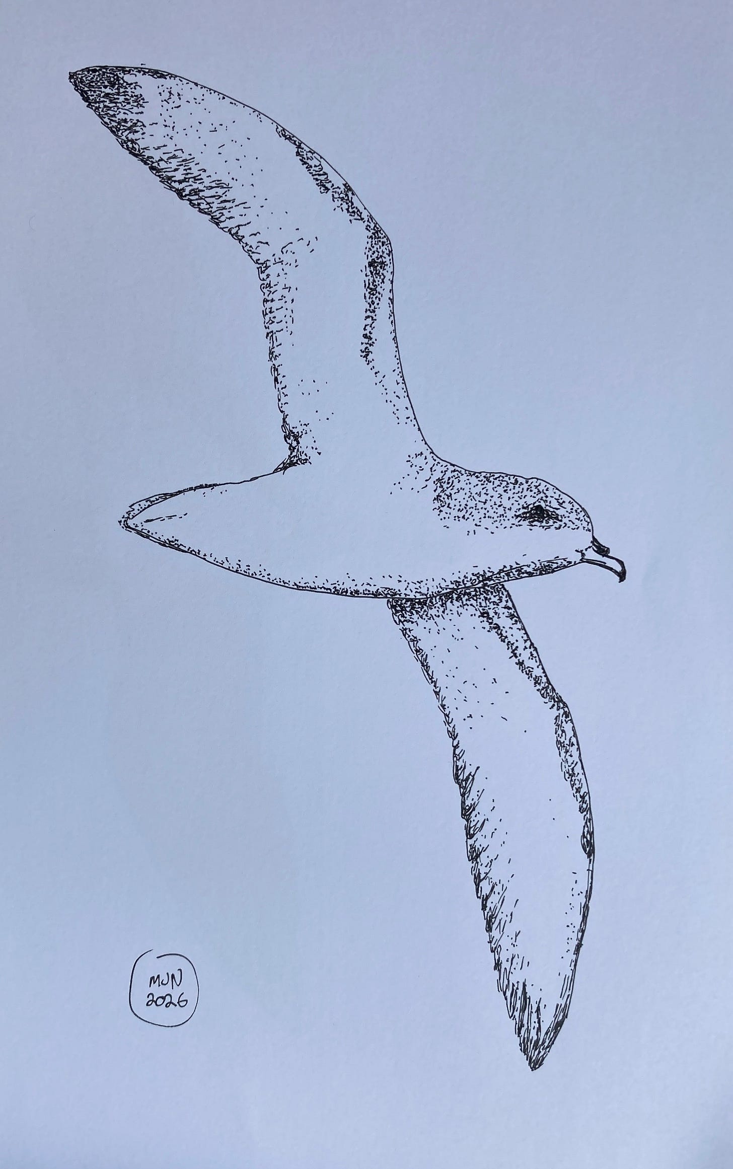An ink drawing of Cook's petrel, seen from the underside