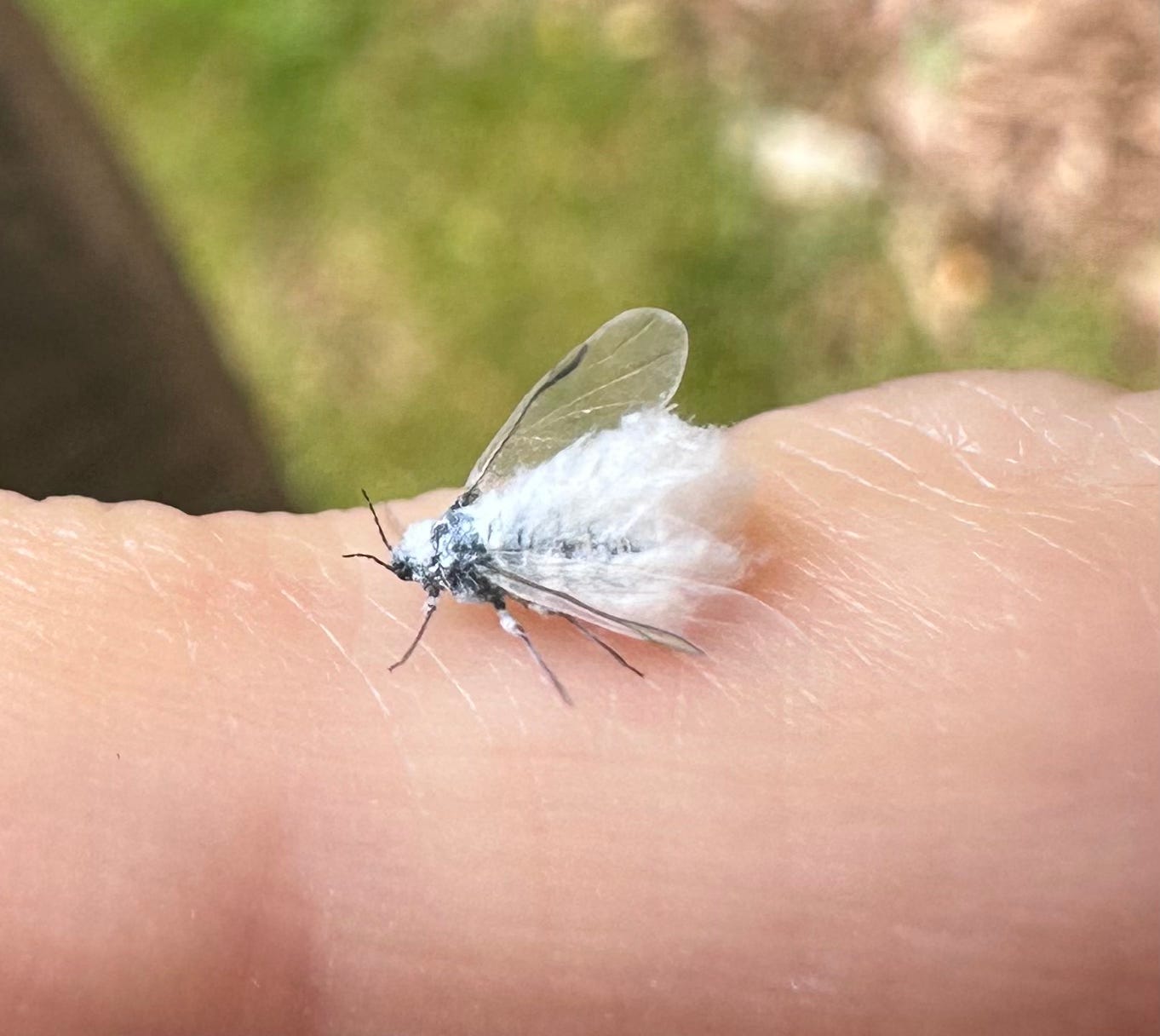 A woolly alder aphid resting on Susan's finger A woolly alder aphid resting on Susan's finger