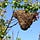 Bee Fly Zone