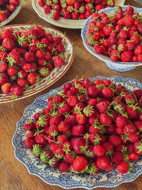 strawberries at the farm