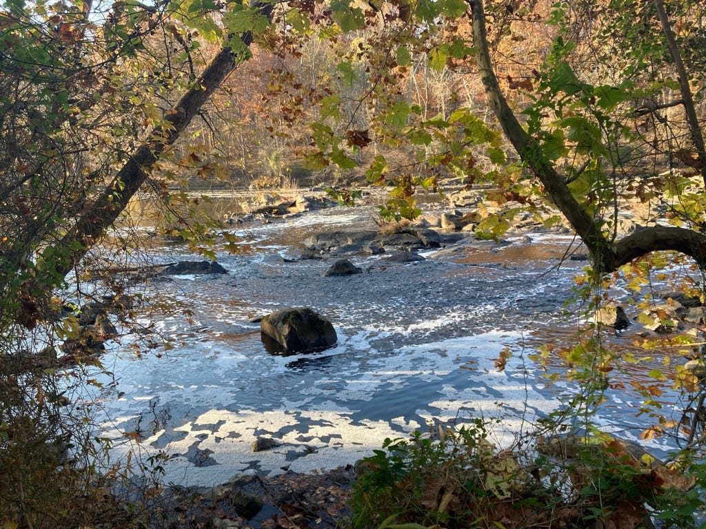 Haw River, with overhanging trees