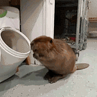 Zombie Zombie Zombie-ie-ie-ie-ie-ie. Tabs, Wed., Oct. 16, 2024