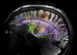 Image result for animal brain zero point