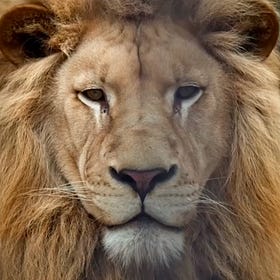 Nobility and virtue are distinct sorts of goodness