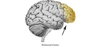 Nine functions of the prefrontal cortex — Alan Rutherford, LPC