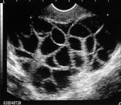mireproductivemedicine.com