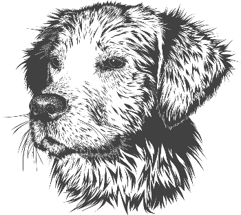 La stratégie dite des Dogs of the Dow surperforme traditionnellement les indices boursiers. La stratégie dite des Dogs of the Dow surperforme traditionnellement les indices boursiers.
