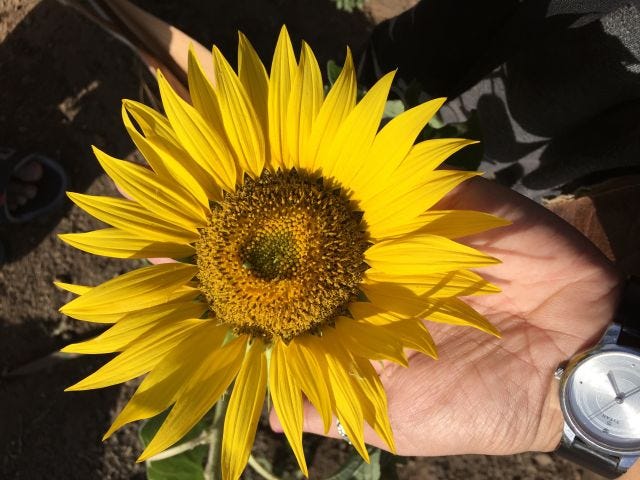 A sunflower in full bloom with a hand wearing a wristwatch holding it. A sunflower in full bloom with a hand wearing a wristwatch holding it.