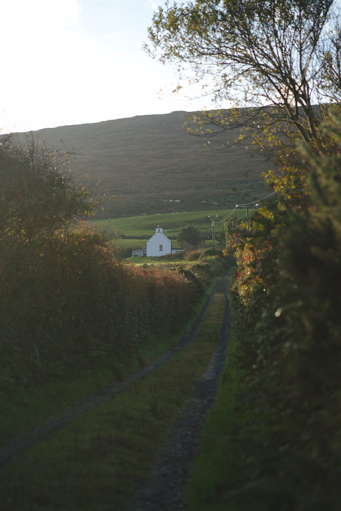 A possible future with a name that appropriately translates from Irish to English as, "The Roost."