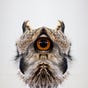 Buzzregog's avatar