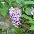 An April Walk in my Garden