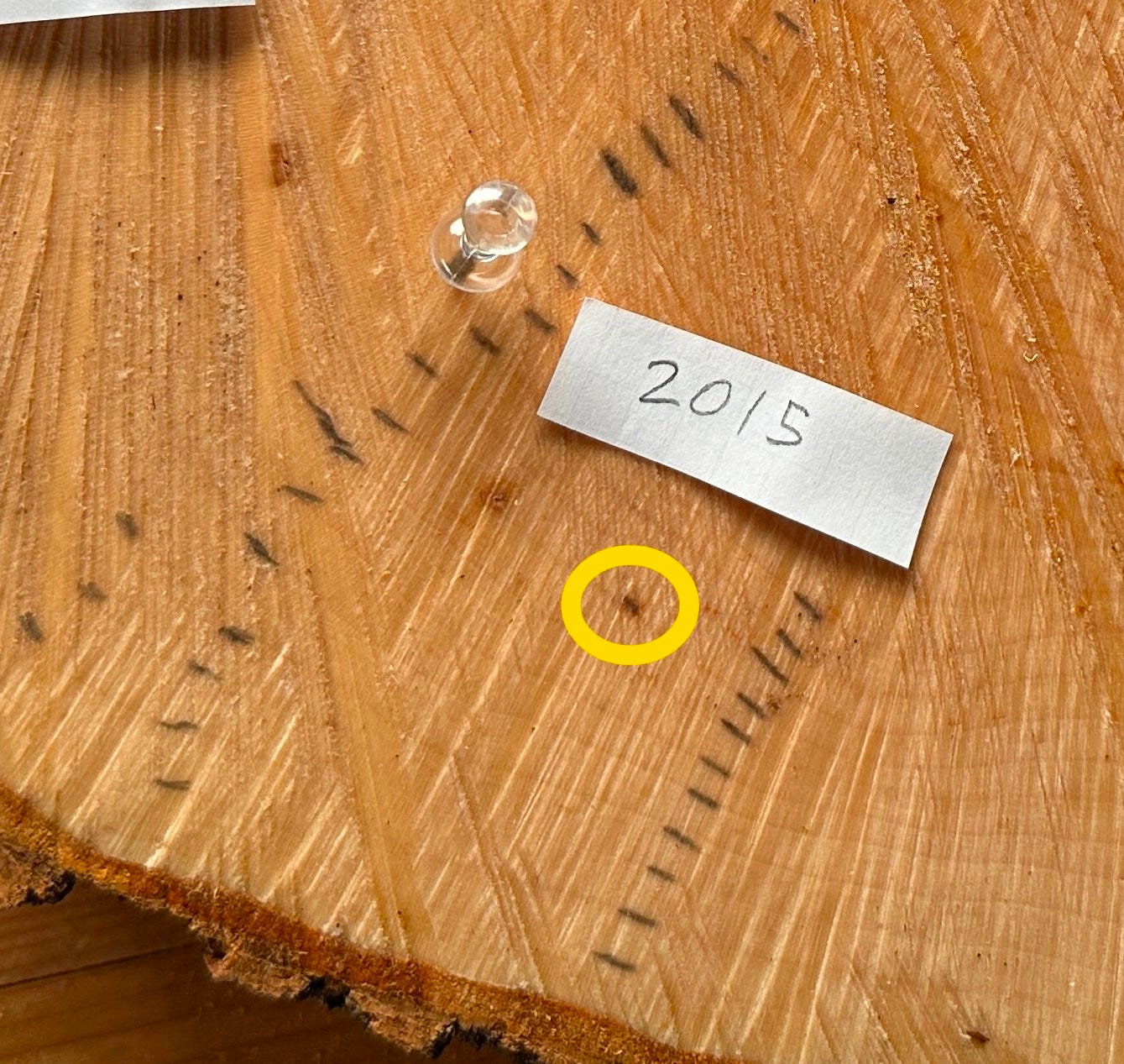 A close up view of the tree rings.
