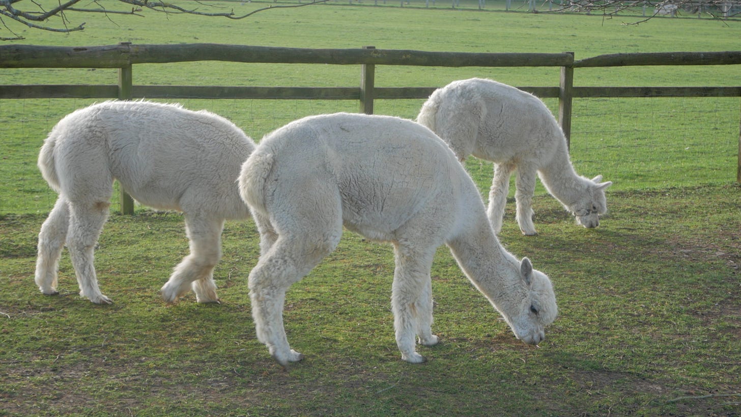 Three woolly alpacas.