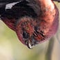 ryan mandelbirder's avatar