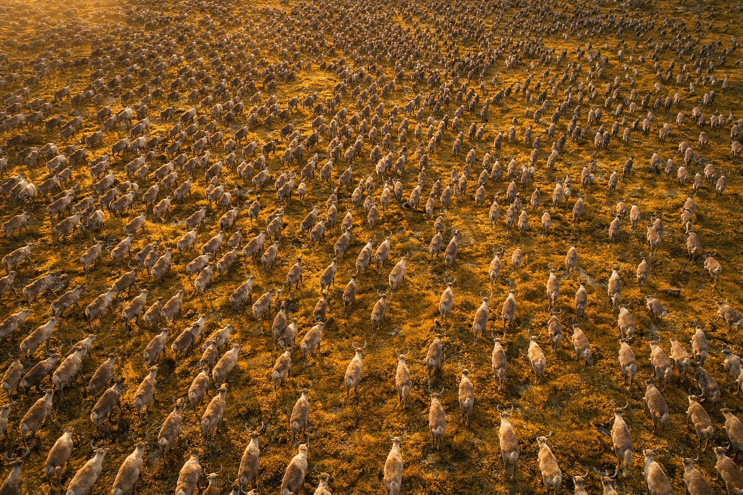 A yellow-toned photo of a herd of reindeer.